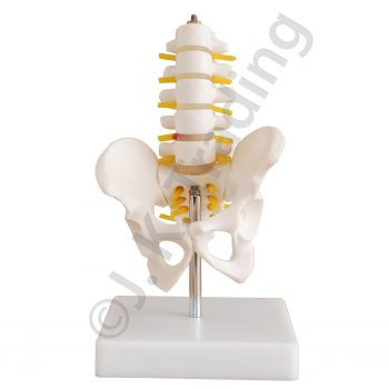 Half Size Pelvis Model or Pelvic Model with Vertebrae