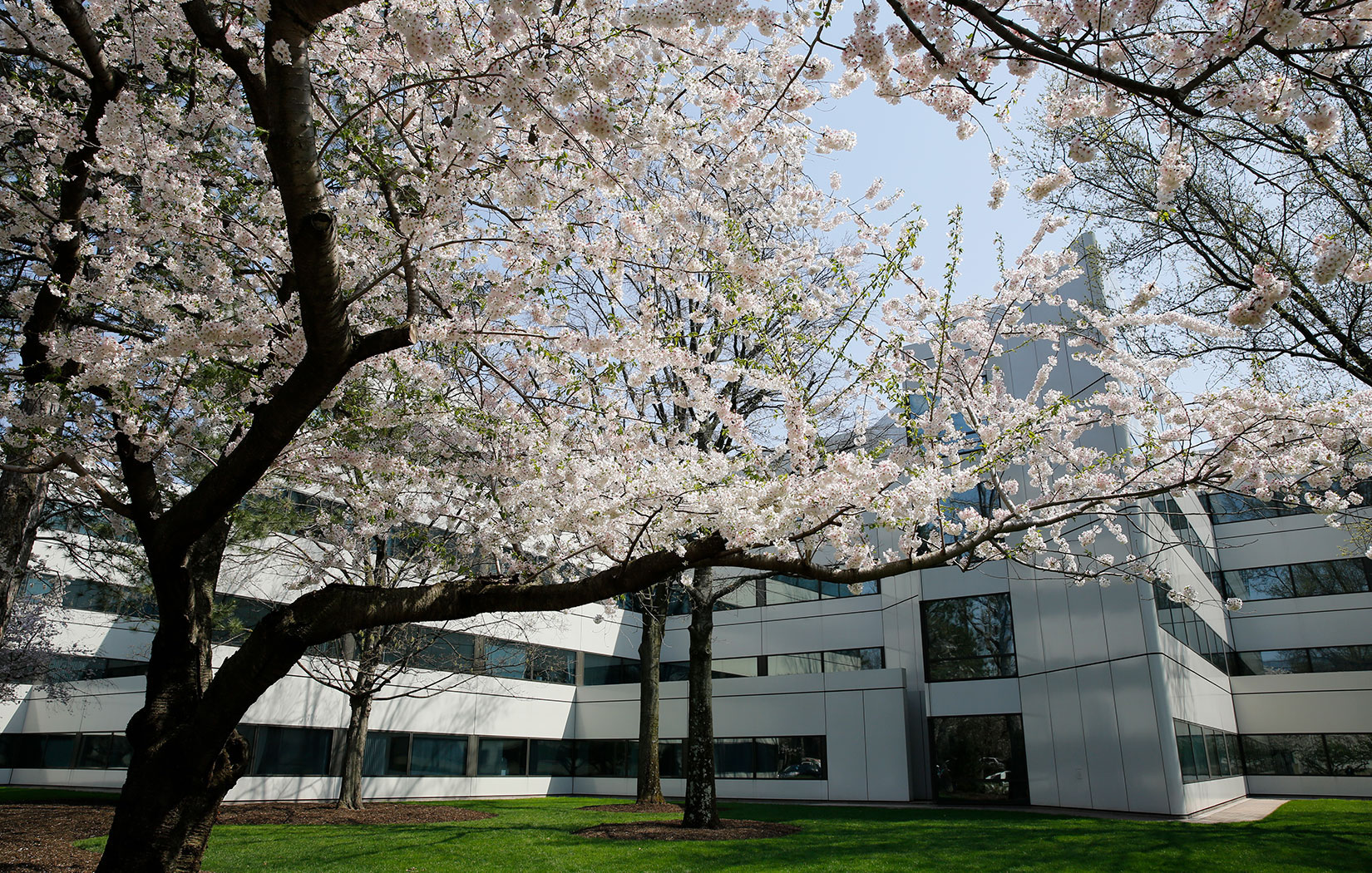 Cherry blossom trees on the Johnson & Johnson WHQ campus in early spring