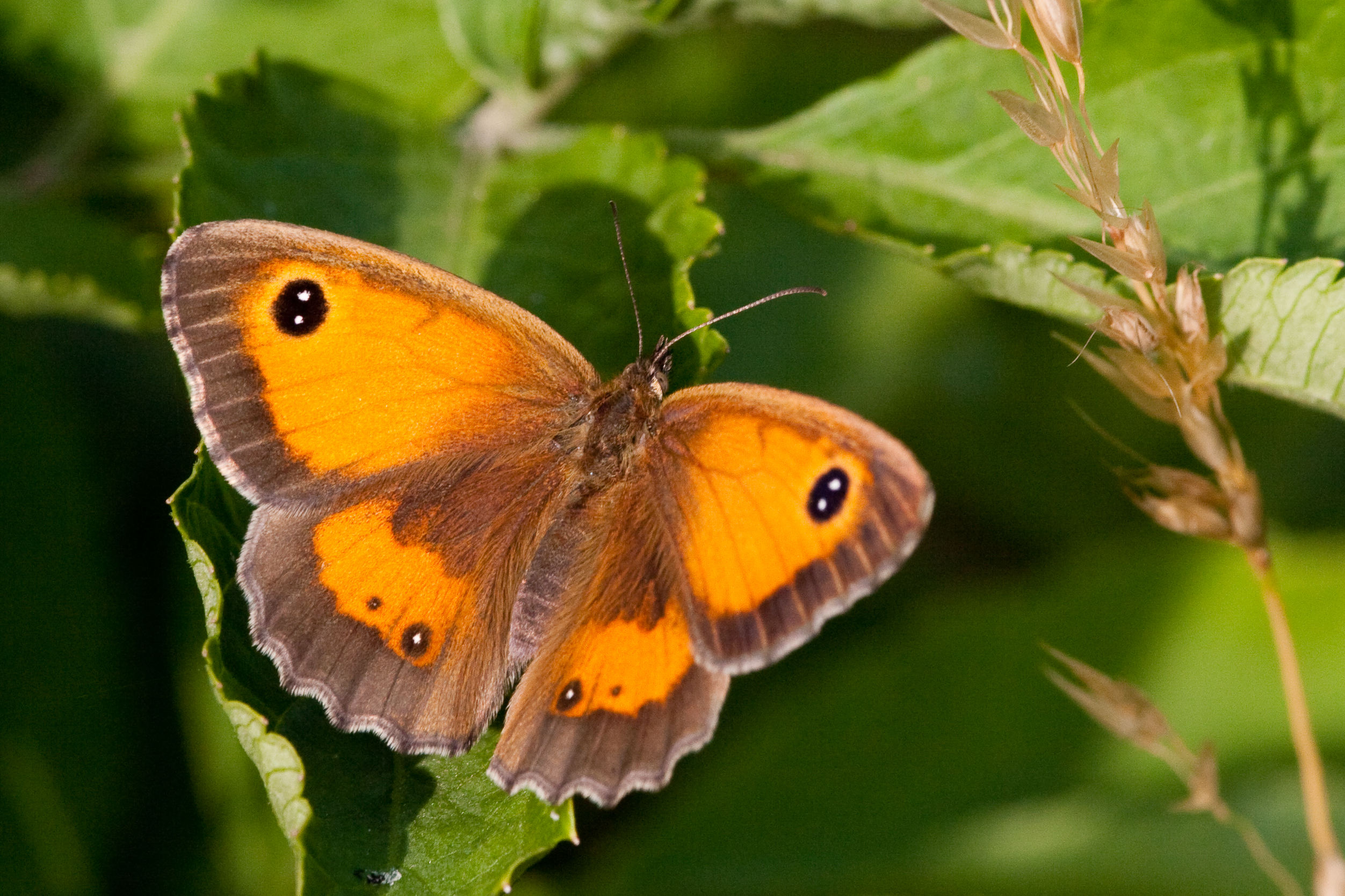 It definitely is not boring and brown | Whiteknights biodiversity