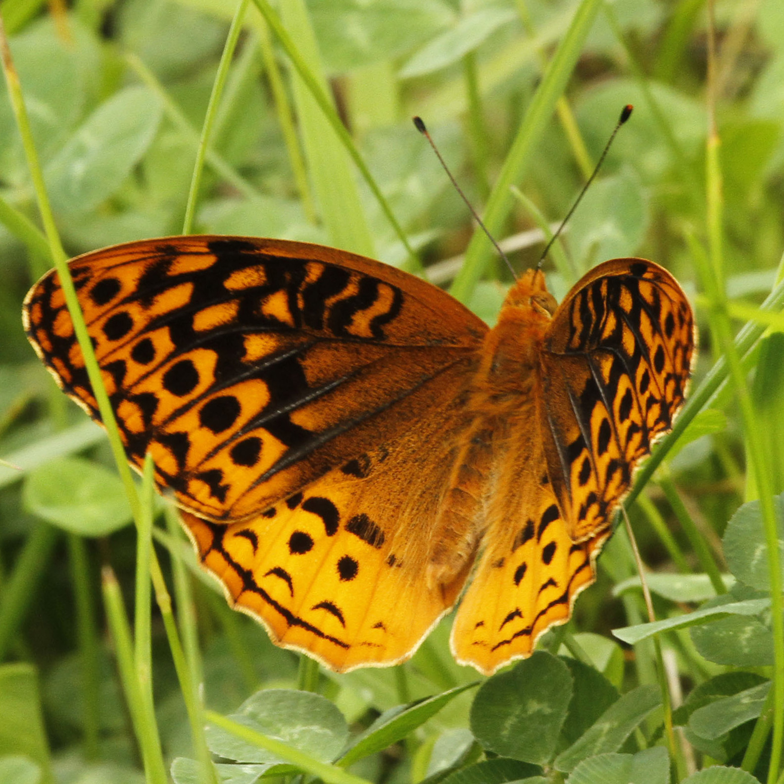 Howard County Butterflies