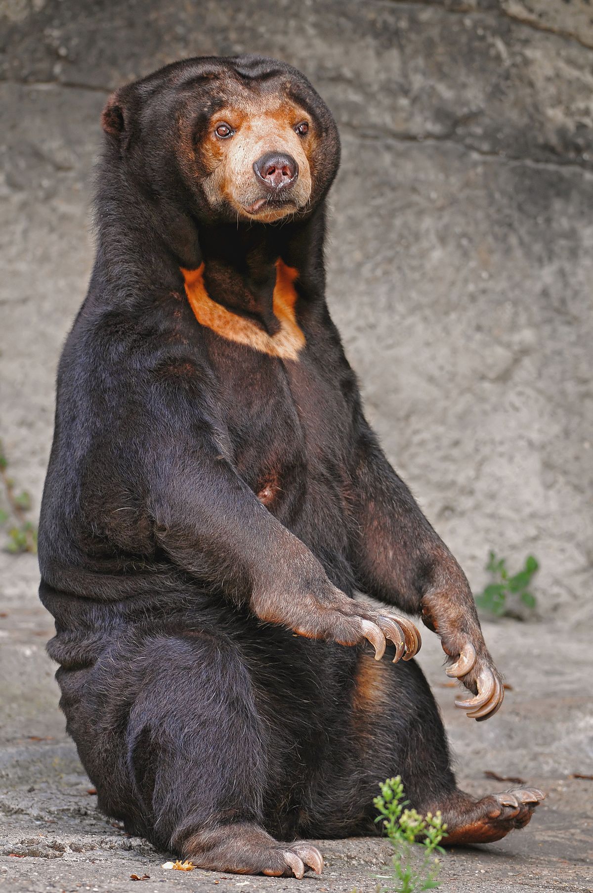 Sun bear photo