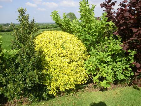 Flowering Hedge