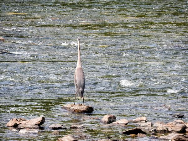 Oiseau (Grand Héron) 103