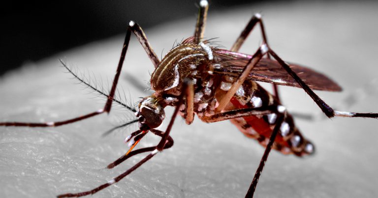 Imagem ampliada do mosquito causador da dengue, o aedes aegpty