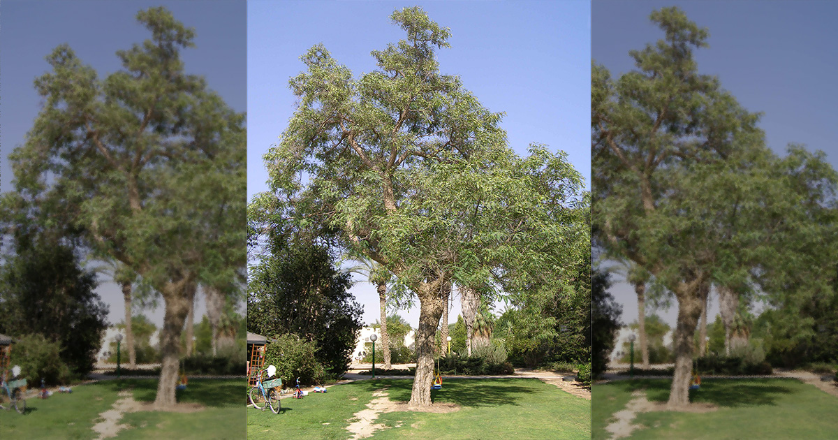 Foto de um local verde a céu aberto com uma árvore grande no centro em um dia de céu azul limpo.