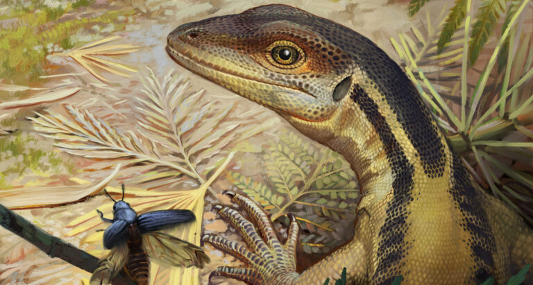 Ilustração mostra um réptil semelhante a um lagarto amarelado. Ele está de perfil ao lado de um besouro