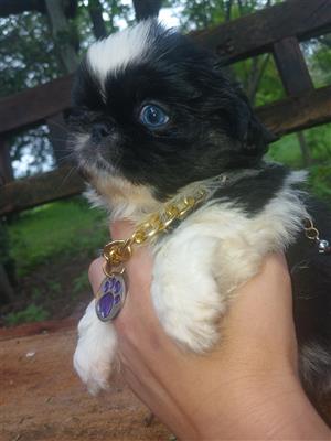 Purebreed baby pekingese 