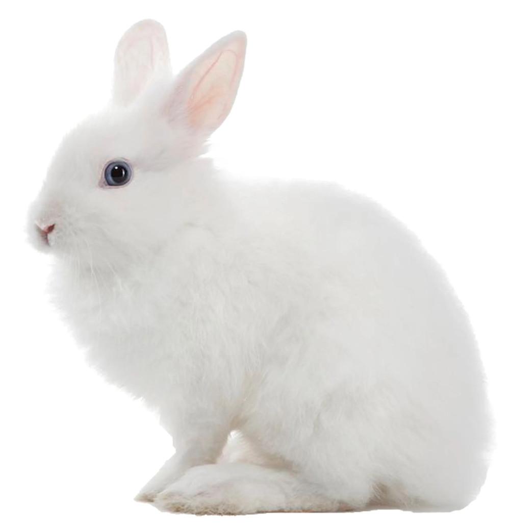 White rabbit animal testing