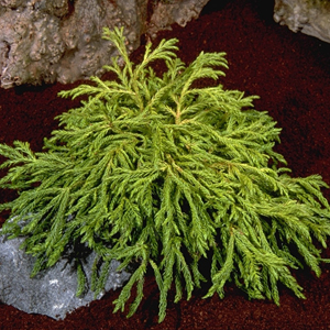 Cryptomeria japonica ‘Spiralis’ | Kiefer Nursery: Trees, Shrubs, Perennials