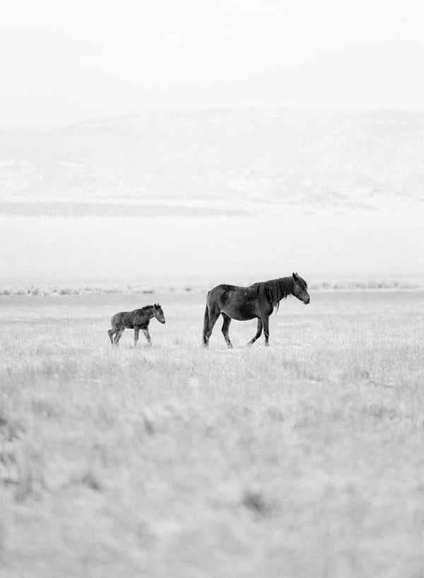 Following Foal