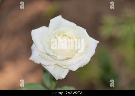 Beautiful white Rose flower background Stock Photo