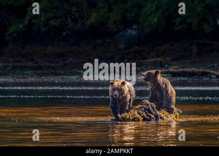 Two grizzly bear cubs feasting on a rock in Hoeya Sound, Knight Inlet, First Nations Territory, British Columbia, Canada. Stock Photo