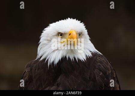 Front portrait of a bald eagle (haliaeetus leucocephalus, Seeadler), looking into the distance. Neutral, black background. National Symbol of the USA. Stock Photo