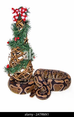 Ball python (Python regius) waiting for Santa under the Christmas tree; Studio Stock Photo