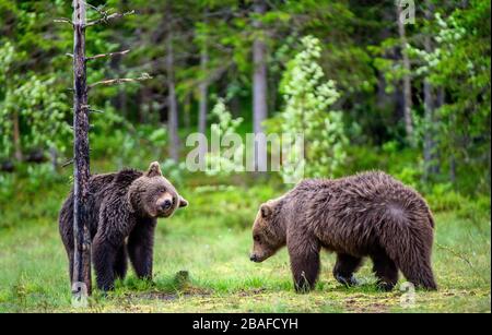 Brown bears on the swamp in the summer forest. Scientific name: Ursus arctos. Natural habitat. Stock Photo