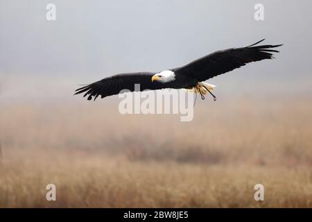 The American Bald Eagle is a symbol of power, strength, freedom and wilderness in America. Haliaeetus leucocephalus Stock Photo