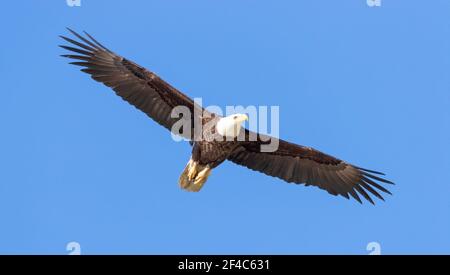 Adult bald eagle in flight against a clear blue sky. Stock Photo