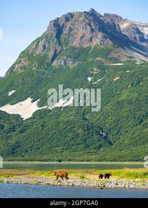 A Brown or Grizzly Bear, Geographic Harbor, Katmai National Park, Alaska. Stock Photo