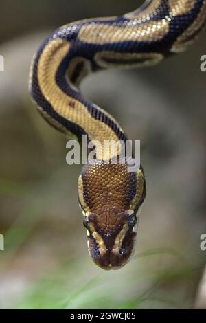 Closeup ball python or royal python (Python regius) seen from above Stock Photo