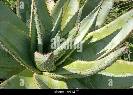 Aloe ferox, Asphodelaceae Stock Photo