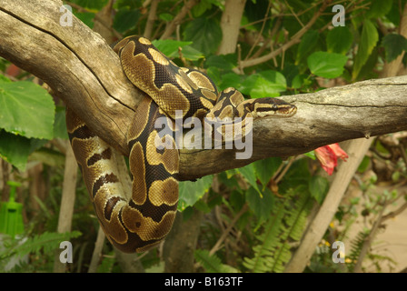 A royal or ball python (Python regius) Stock Photo