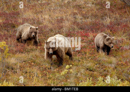 Grizzly bear (Ursus arctos horribilis) with two yearling cubs, Denali National Park, Alaska, United States of America Stock Photo