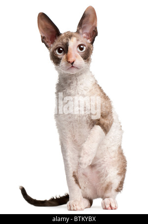 Cornish Rex kitten, 4 months old, sitting in front of white background Stock Photo