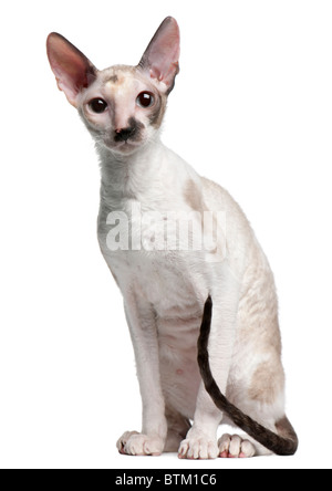 Cornish Rex cat, 7 months old, sitting in front of white background Stock Photo