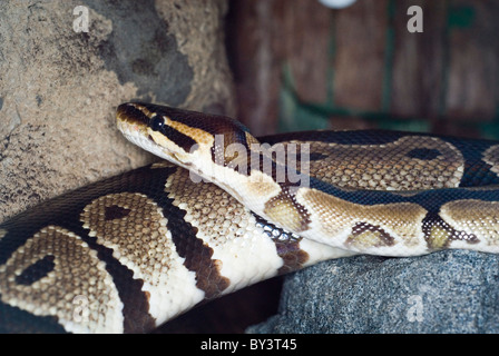 Ball Python or Royal Python, Python regius, Nocturnal Exhibit, Tropical Butterfly House, Sheffield, England Stock Photo