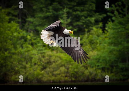 American bald eagle (Haliaeetus leucocephalus) in flight with fish Boulder Junction, Wisconsin. Stock Photo