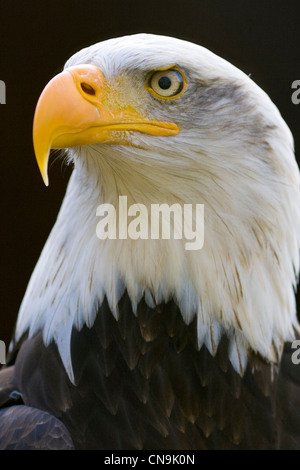 Bald Eagle - Haliaeetus leucocephalus Stock Photo