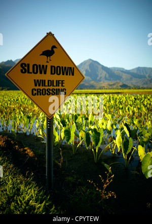 Slow down, wildlife crossing, sign, Hanalei Valley, Kauai, Hawaii, USA Stock Photo