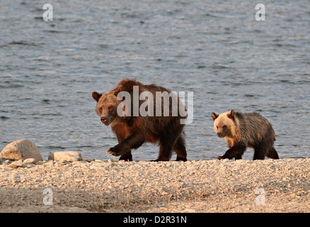 Grizzly bear (Ursus arctos horribilis) sow and yearling cub, Glacier National Park, Montana, USA Stock Photo