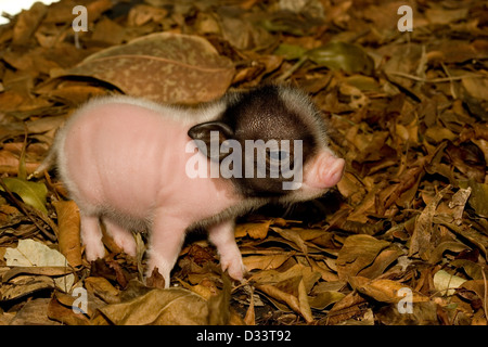 A cute baby pig forages in leaf litter Stock Photo