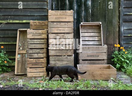 A black cat walking past old apple boxes stacked outside a barn in Herefordshire, UK Stock Photo