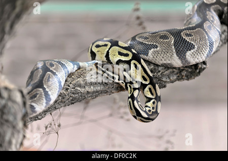 Ball Python or Royal Python (Python regius), native to West Africa, Terrazoo, North Rhine-Westphalia Stock Photo