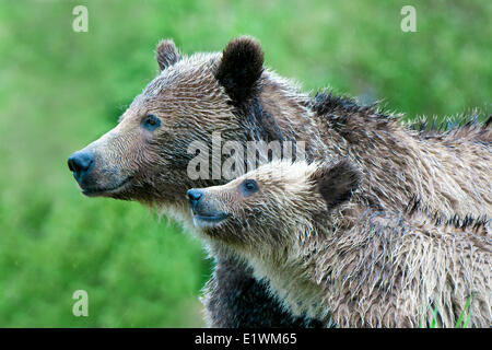 Mother grizzly bear (Ursus arctos) and yearling cub, Rocky Mountain foothills, western Alberta, Canada Stock Photo