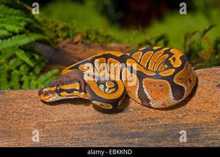 ball python, royal python (Python regius), winding Stock Photo