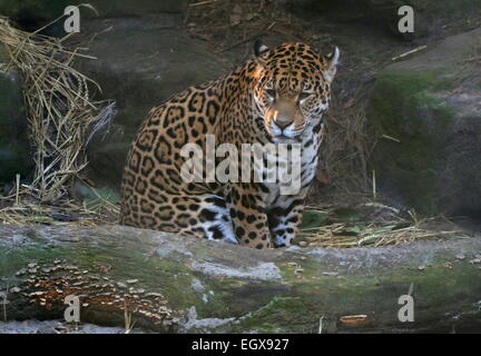 Female South American  Jaguar (Panthera onca) Stock Photo