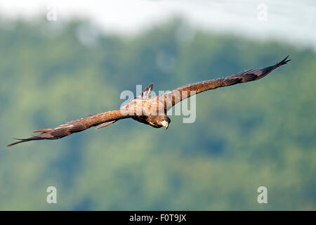 Juvenile American Bald Eagle in Flight Stock Photo