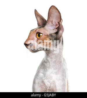 Close-up of a Cornish Rex (10 months old) in front of a white background Stock Photo