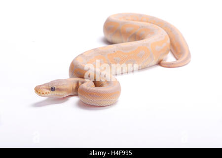 Ball python,Python regius, pastel Stock Photo