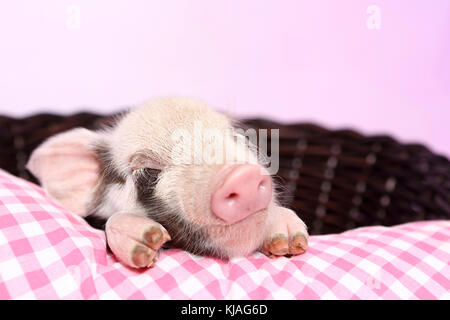 Domestic Pig, Turopolje x ?. Piglet sleeping on pink-checkered pillow in a basket. Studio picture seen against a pink background. Germany Stock Photo