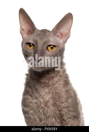 Portrait of Cornish Rex cat, 9 months old, in front of white background Stock Photo