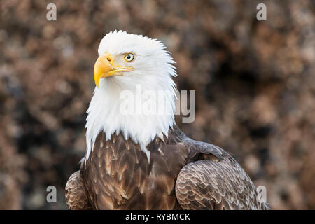 Bald Eagle, Haliaeetus leucocephalus Stock Photo