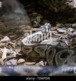 The ball python, Python regius, also known as the royal python Stock Photo