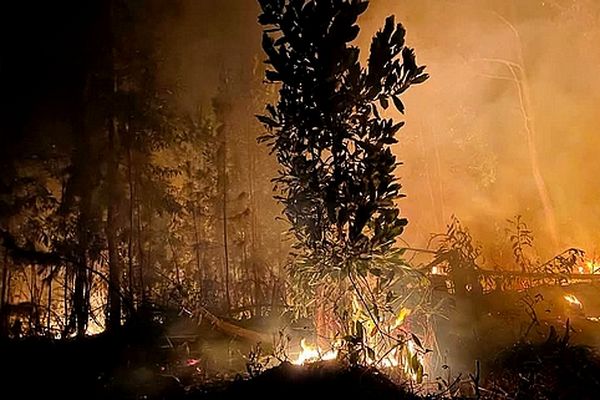 Depuis des semaines, des incendies consument les forêts de la Grande île. Les parcs nationaux sont touchés. Des milliers d'hectares sont partis en fumée en 2024 et la catastrophe continue en ce début d'année 2025.