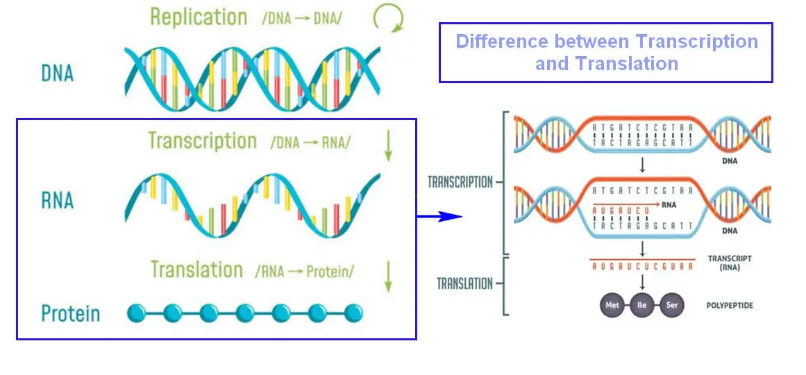 Transcription And Translation Chart