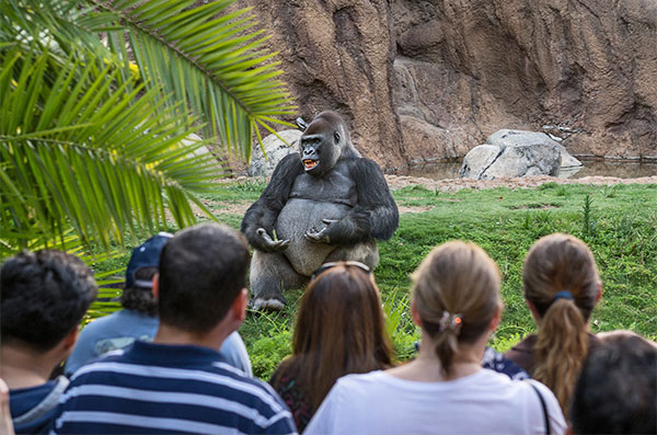 LA Zoo gorilla and onlookers during Gorilla Family Time.