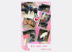 募集 犬貓愛心飼料、罐頭 │讓愛不流浪